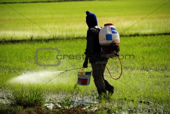 farmer working in the paddy field in the countrysides