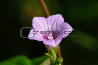 morning glory flower in the parks