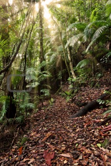 rainforest path