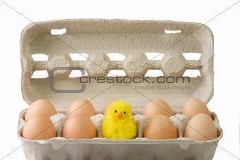 Chick between brown eggs