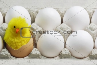 Chick Between White Eggs