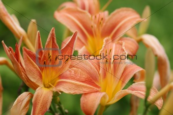 Closeup of three lilies
