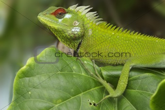 Green garden lizard I