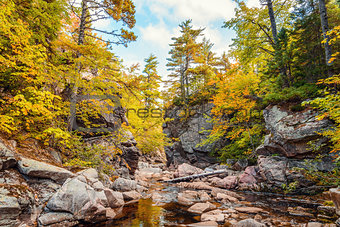 Trees growing on rocks above stream