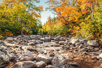 Foreat stream in the fall