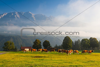 On pasture in the morning mist