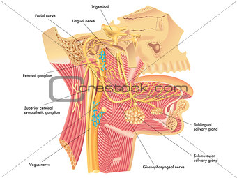 Autonomic nerves in head