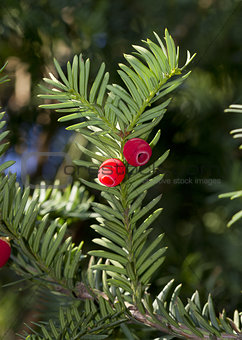 Sprig of yew (Taxus baccata) with red berries.