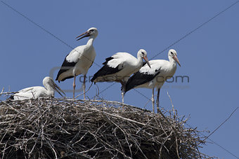 Young white storks, which are in the nest.