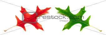 Red and green leafs of oak