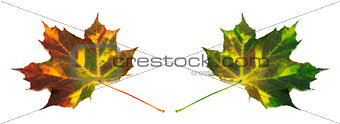 Multicolor autumn maple leafs