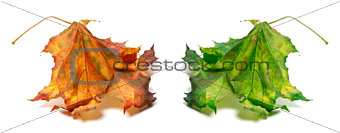 Dry orange and green maple-leaf