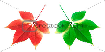 Red and green leafs on white background