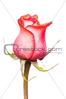 macro of a beautiful roses on a white background