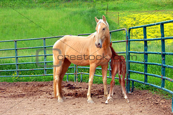 Guarding her newborn colt