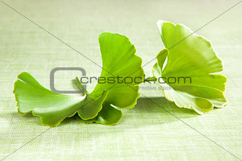 Ginkgo leaf isolated on green.