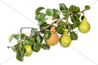 Juicy Pears On A Branch With Leaves