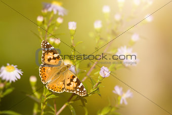 butterfly Vanessa cardui