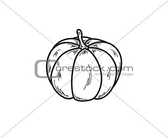 sketch of the pumpkin