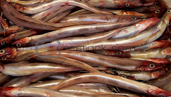 Sea Eel (Conger) 