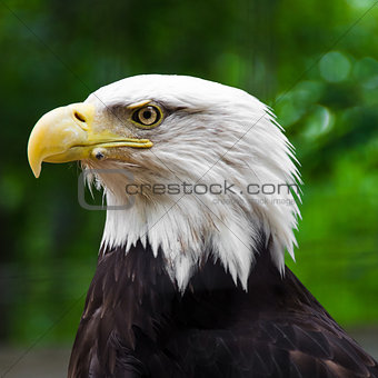 Portrait of an Old Bald Eagle