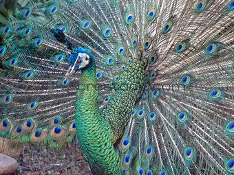A Male Peacock
