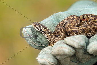 beautiful meadow viper on glove