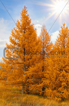 yellow autumn conifers