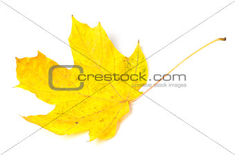 Yellow autumn maple-leaf on white background.