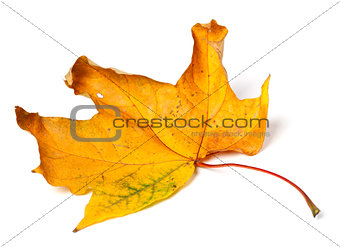 Yellow dried autumn maple-leaf on white background