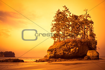 Beach with trees
