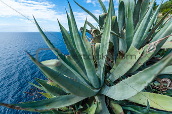Agave by the sea in Croatia