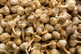 Organic Garlics