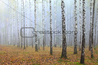 Grove of birch trees and dry grass in early autumn