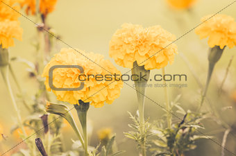 Marigolds or Tagetes erecta flower vintage