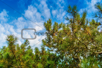 Green branches of a pine  against the blue sky