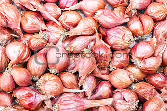 Shallot - Asia red onion - Allium ascalonicum.