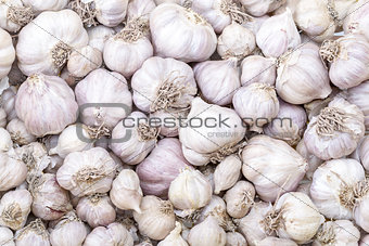 Garlic in market - Allium sativum Linn.  