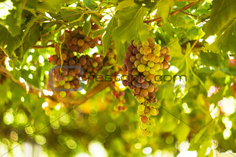 Wine grapes hang from a vine .