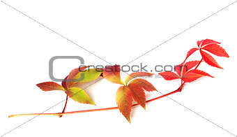 Branch of red autumn grapes leaves 