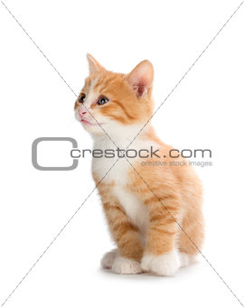 Cute orange kitten looking up on a white background.