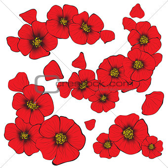isolate poppy flowers with petal
