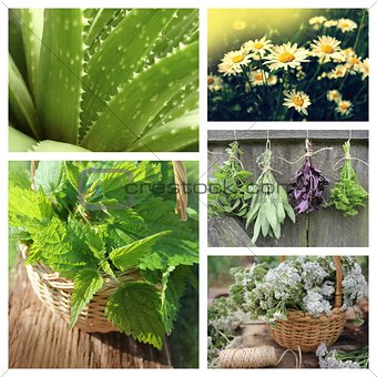 Collage of herbs