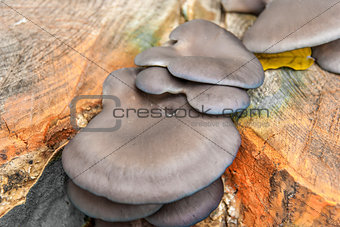 Mushrooms on tree trunk in autumn