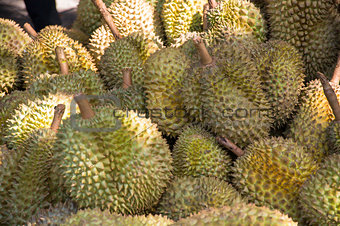 Durians, King of Fruits