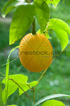 Gac fruit, Baby Jackfruit
