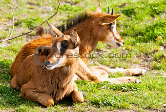 Two sable antelopes