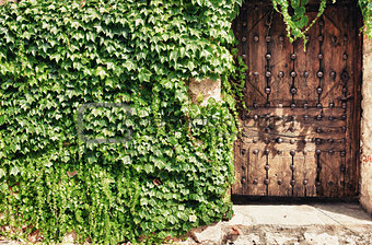 Wooden door and ivy