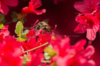 Bumblebee on azalea