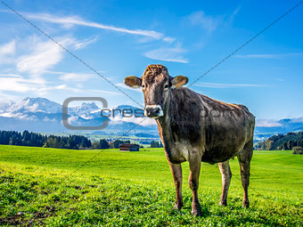 cow with alps